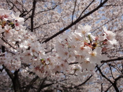 さくら＠新宿御苑