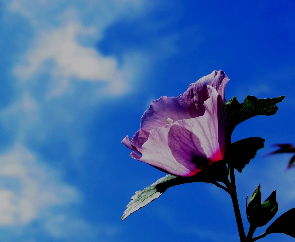 FLOWERⅠ
