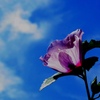 FLOWERⅠ
