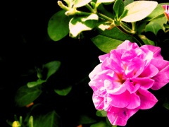 FLOWERⅢ