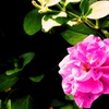 FLOWERⅢ