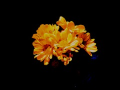 FLOWERⅡ
