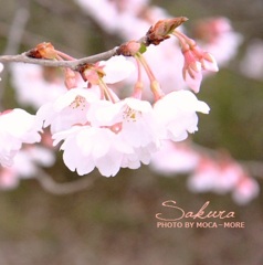sakura