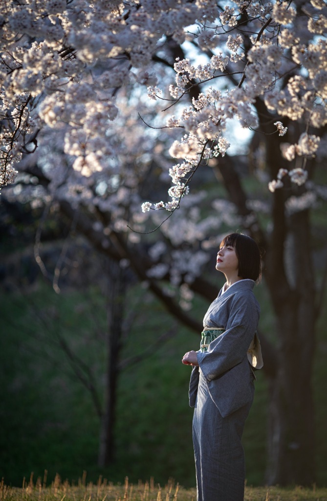 桜　2