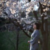 桜　2
