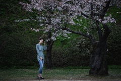 雨後の桜　3