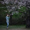 雨後の桜　3