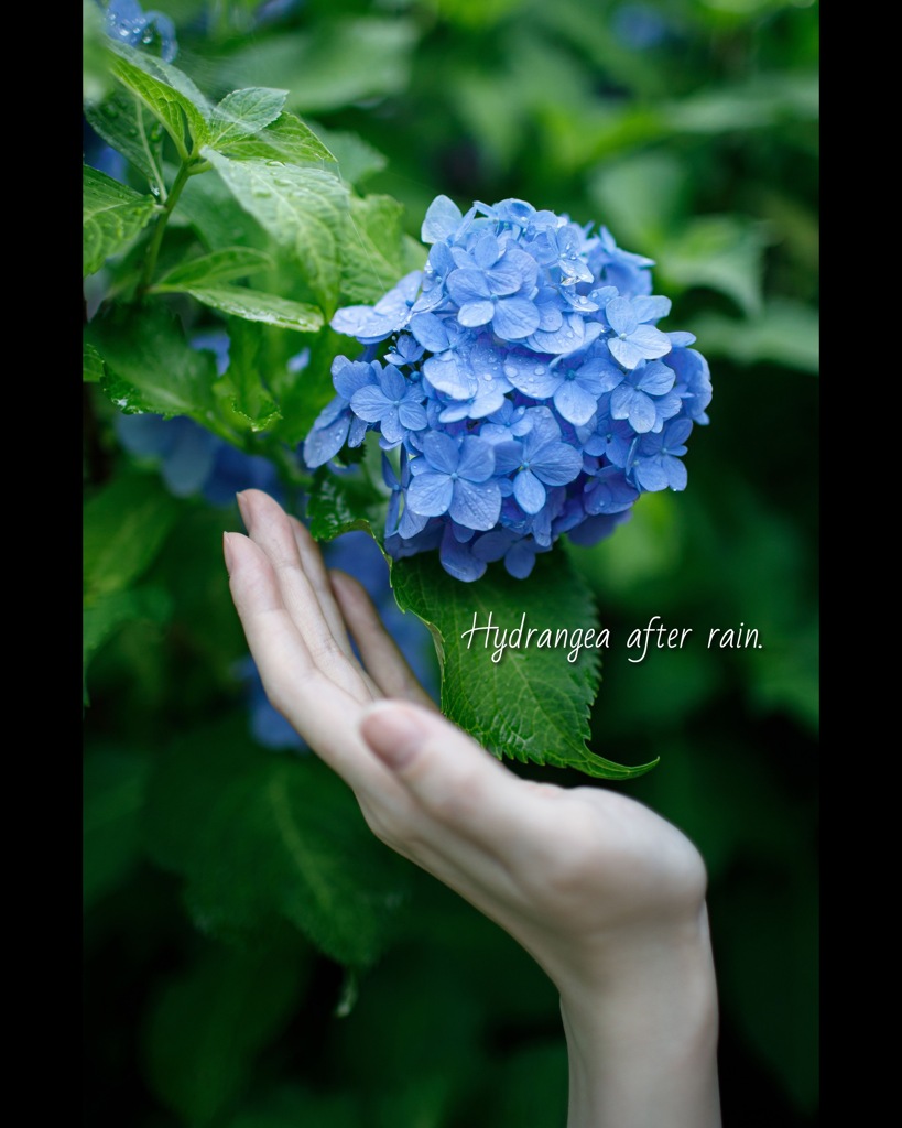 Hydrangea after rain.