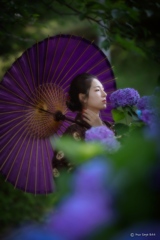 紫陽花　4