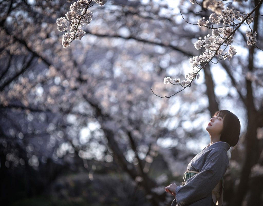 桜　5