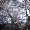 桜　5