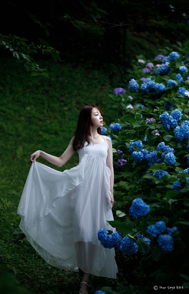 紫陽花と藪蚊