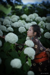 紫陽花　6