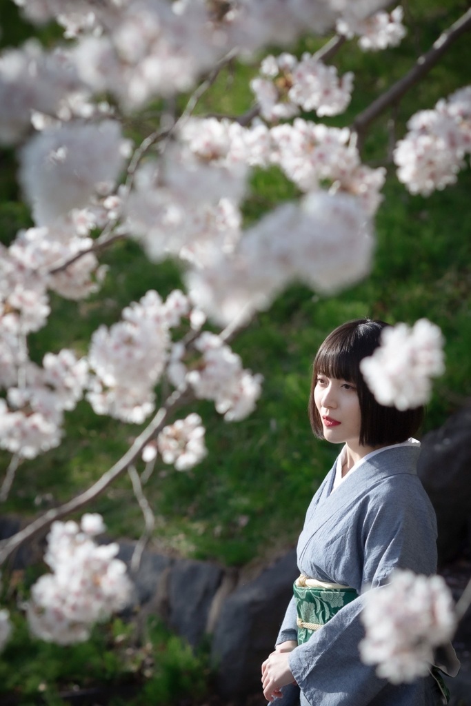 桜　3