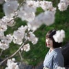 桜　3