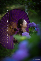 紫陽花　3