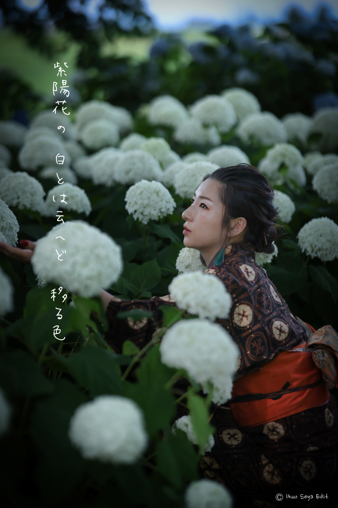 紫陽花　5