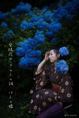 紫陽花　1
