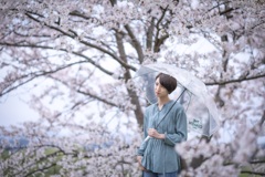 雨後の桜　2