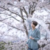 雨後の桜　2