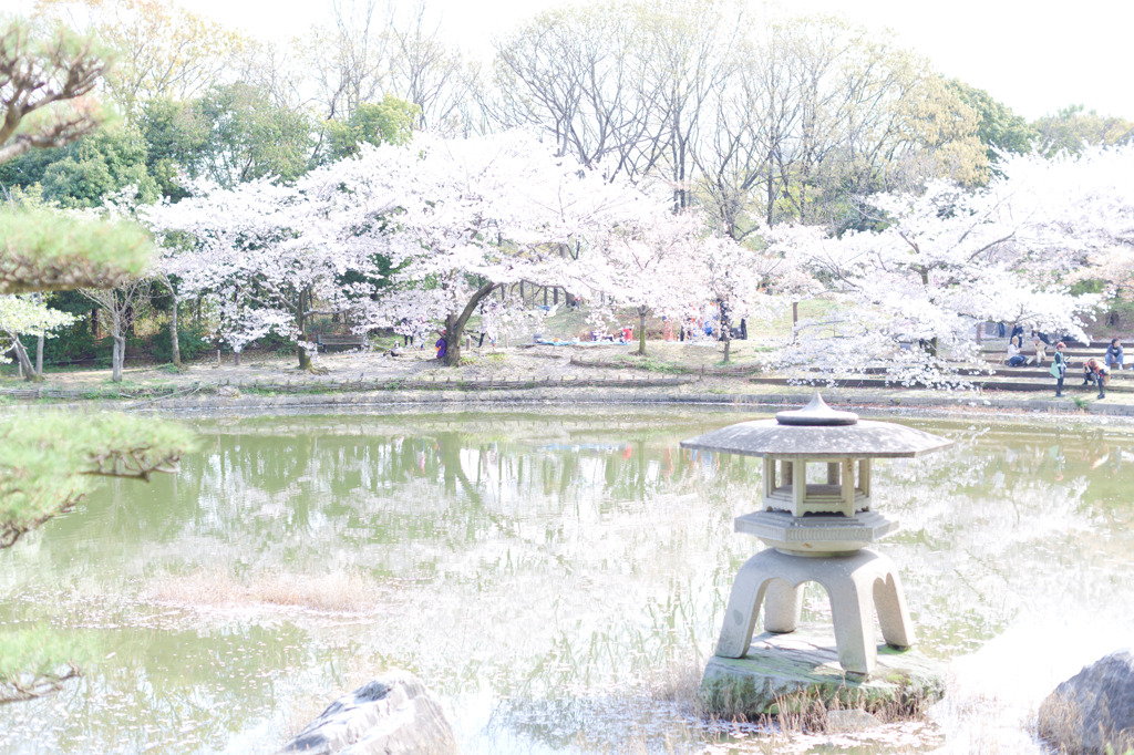 日本庭園-桜-