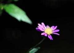 一輪の花
