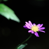 一輪の花