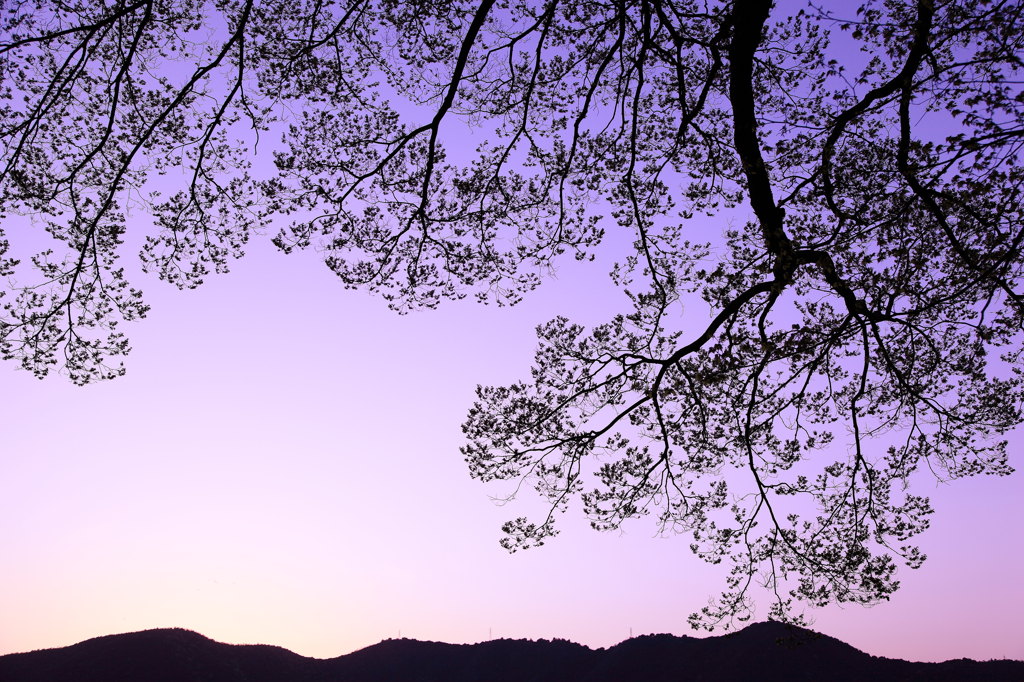 森の夕暮れ
