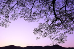森の夕暮れ