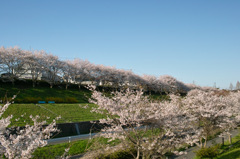 桜☆2012