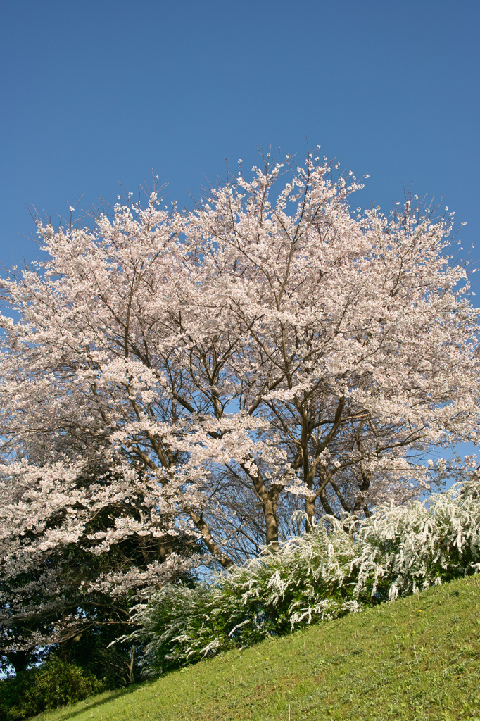 桜と青空