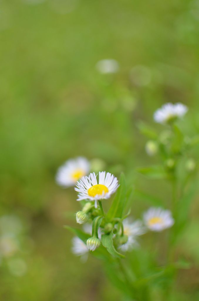 小さい花　in　公園