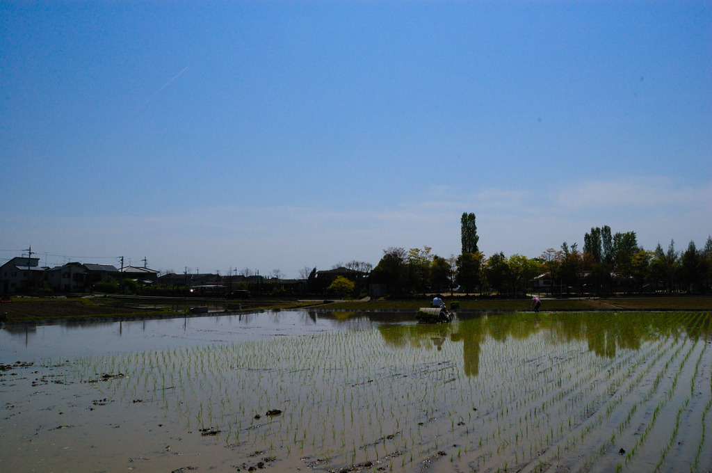 田植え