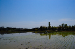 田植え