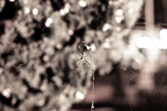 IMG_8598 