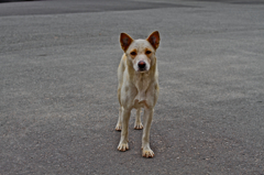 老いぼれ犬のセレナーデ