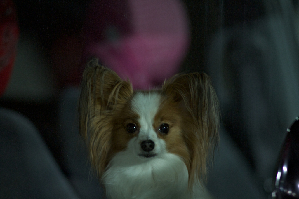 犬吉