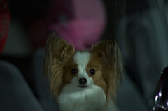 犬吉