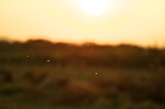 _MG_6952
