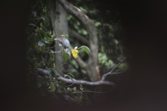 木の穴からの