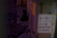 DSC01094　くろねこ