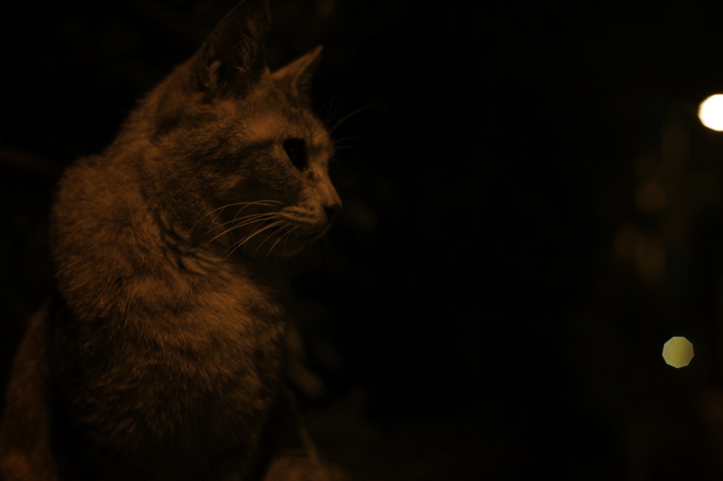 よる　ねこ