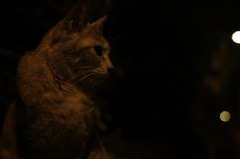 よる　ねこ