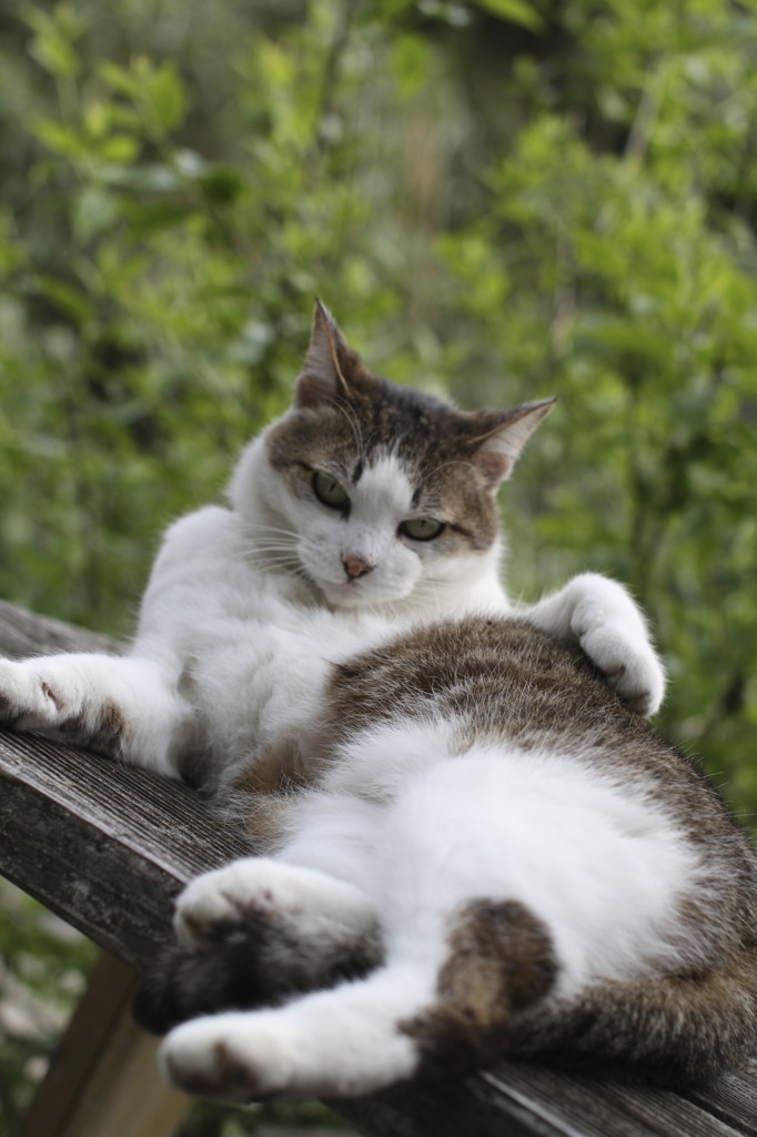 投込み堂の猫　2