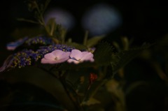 はな