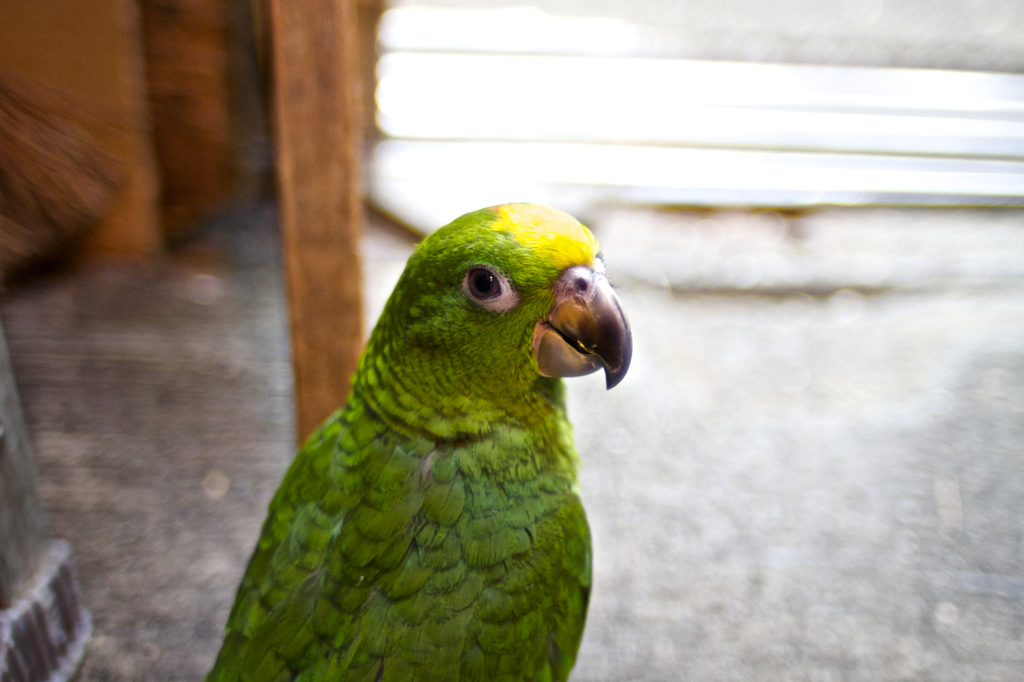黒門の鳥やさんのオーム