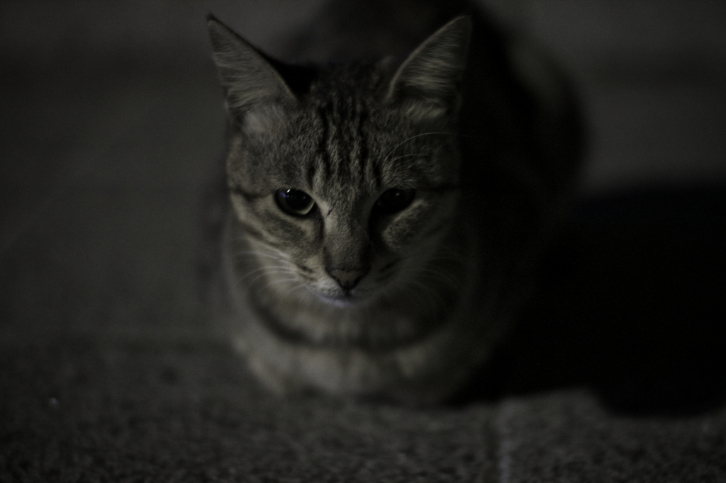 _MG_9114ねこ