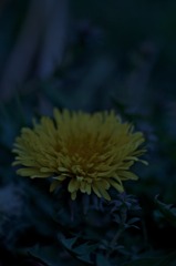 _MG_7031