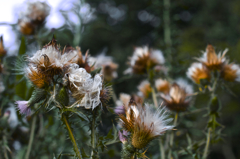 _MG_6231 (1)