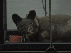 真田昌幸公の作った木彫りの犬